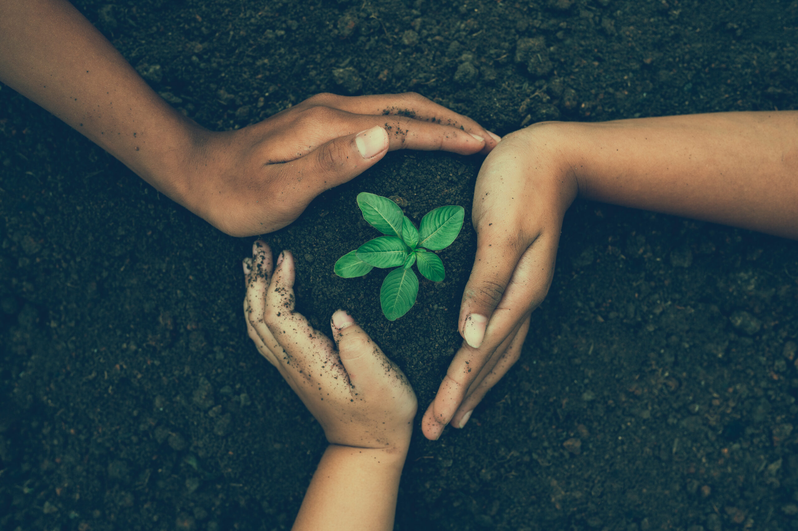 environment-earth-day-hands-trees-growing-seedlings-bokeh-green-background-female-hand